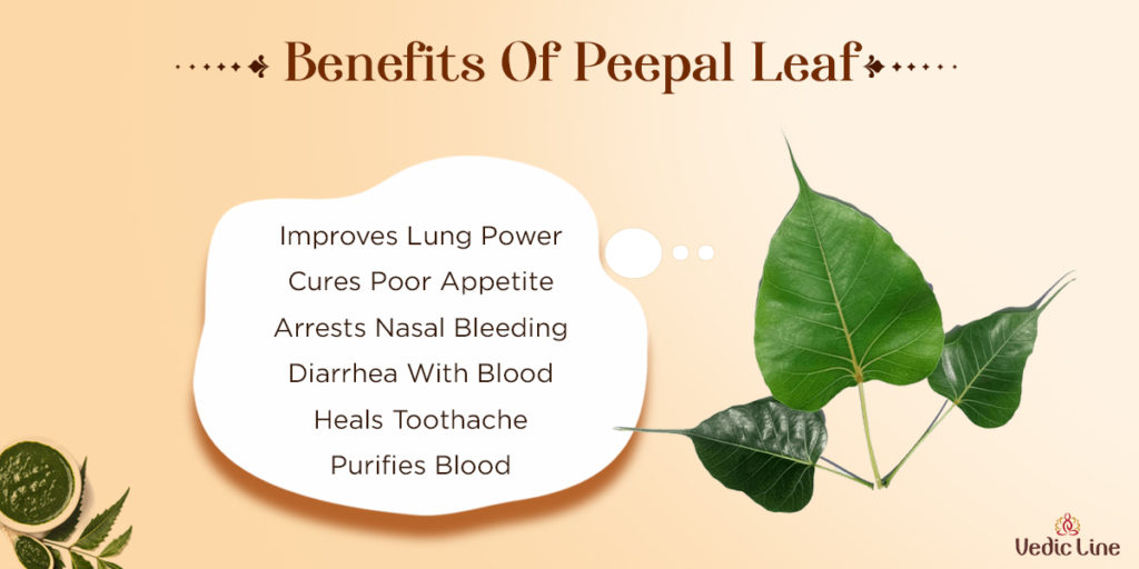 Benefits of Peepal Leaf