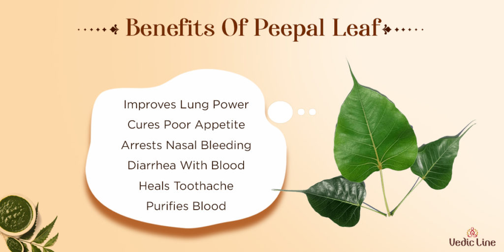 Powerful Health Beauty Uses Of Peepal Tree Vedicline