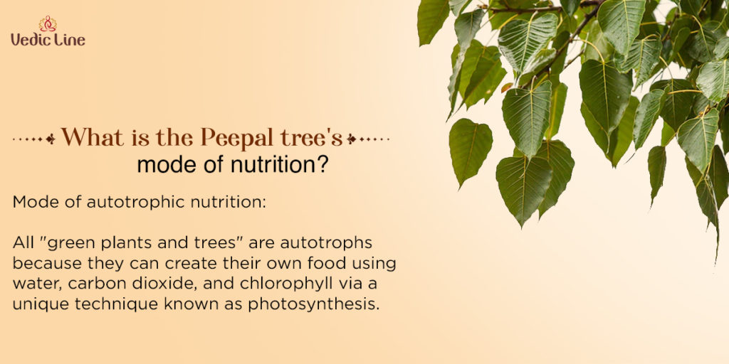 Benefits of Peepal Leaf