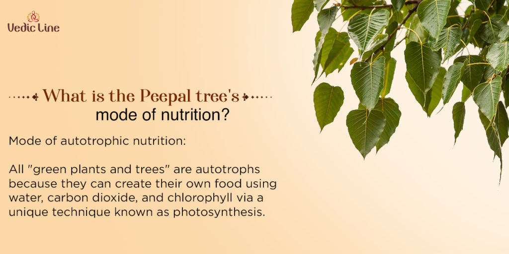 Peepal Tree: Uses, Benefits, Side Effects and more! - PharmEasy Blog