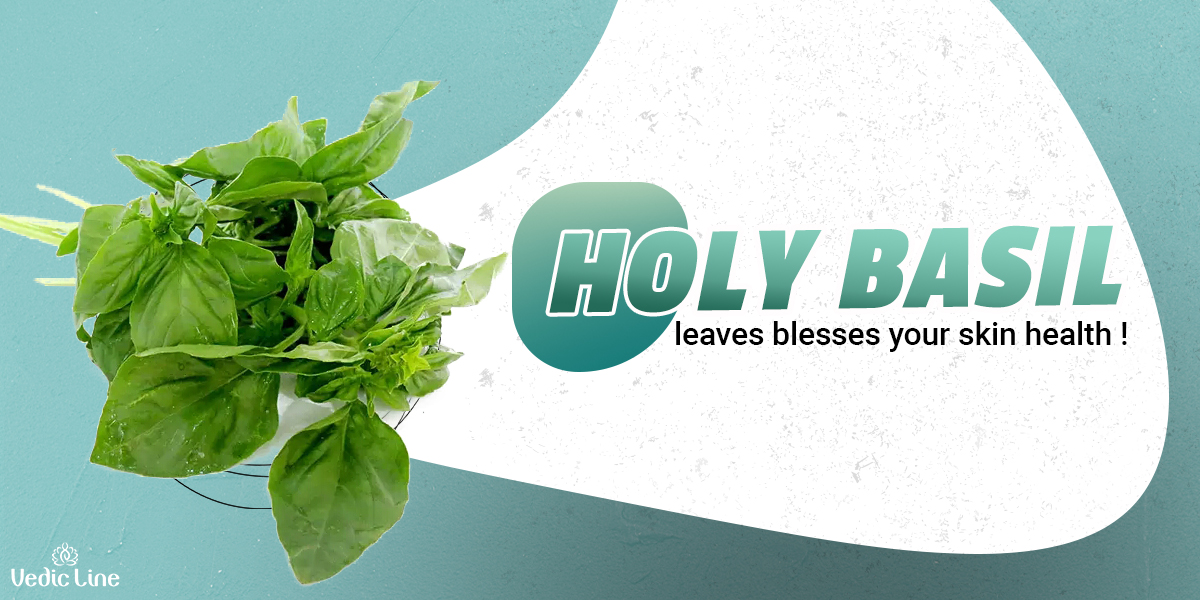 How Holy Basil leaves Benefits Blesses your Skin Health Vedicline