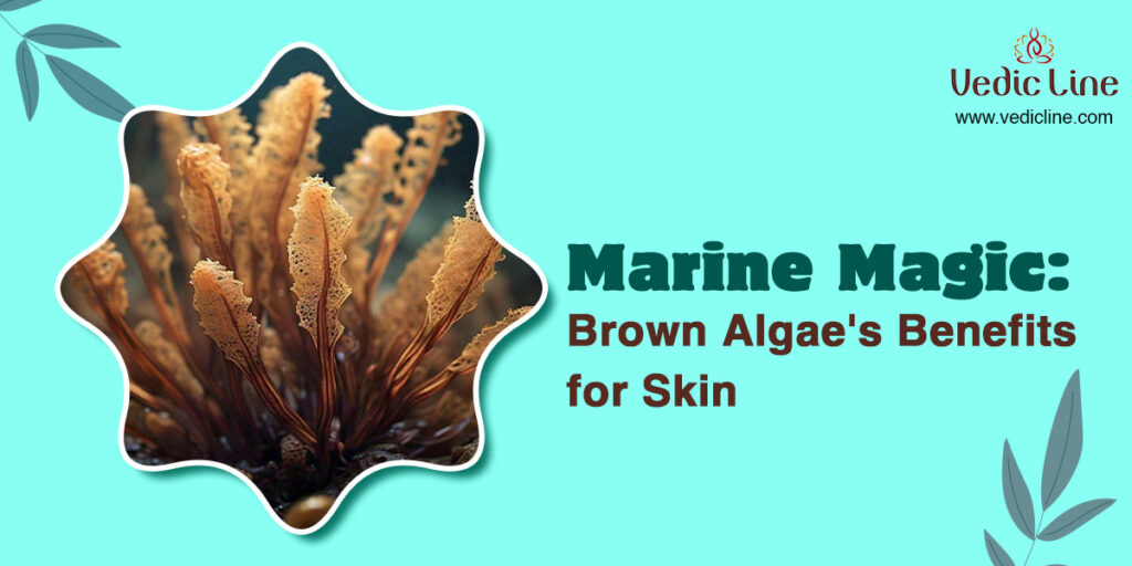 Marine Magic: Brown Algae's Benefits for Skin